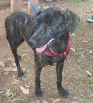 Cachorro raça SRD idade 7 a 11 meses nome Pablo