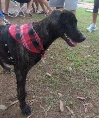 Cachorro raça SRD idade 7 a 11 meses nome Pablo