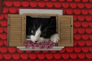 Gato raça SRD idade Abaixo de 2 meses nome Selina Kyle