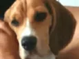 Kiko