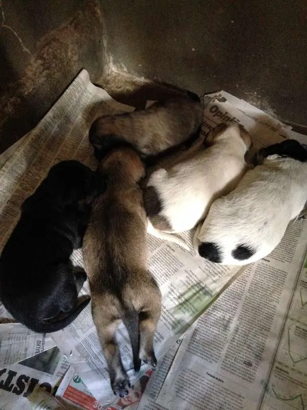 Cachorro ra a VIRA LATA idade Abaixo de 2 meses nome SEM NOMES