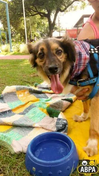 Cachorro raça SRD idade 6 ou mais anos nome Sortudo