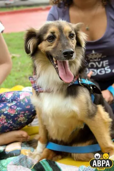 Cachorro raça SRD idade 6 ou mais anos nome Sortudo