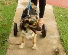 Cachorro raça SRD idade 6 ou mais anos nome Sortudo