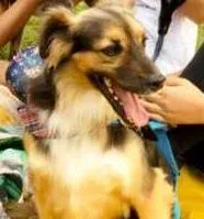 Cachorro raça SRD idade 6 ou mais anos nome Sortudo