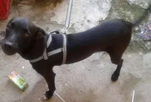 Cachorro raça Sem raça idade 2 a 6 meses nome Marley