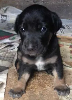 Cachorro ra a VIRA LATA idade Abaixo de 2 meses nome SEM NOMES