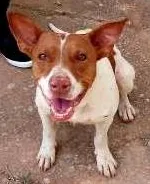 Cachorro ra a vira lata idade 7 a 11 meses nome sem nome