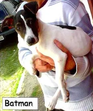Cachorro raça SRD idade 2 a 6 meses nome Batman