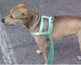 Cachorro raça SRD idade 7 a 11 meses nome Kika