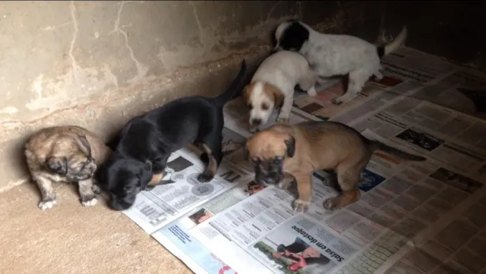 Cachorro ra a VIRA LATA idade Abaixo de 2 meses nome SEM NOMES