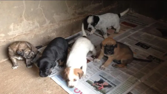 Cachorro ra a VIRA LATA idade Abaixo de 2 meses nome SEM NOMES