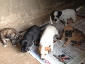 Cachorro raça VIRA LATA idade Abaixo de 2 meses nome SEM NOMES