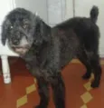 Filhote Viralatinha