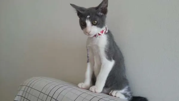 Gato ra a  idade Abaixo de 2 meses nome Olindinha