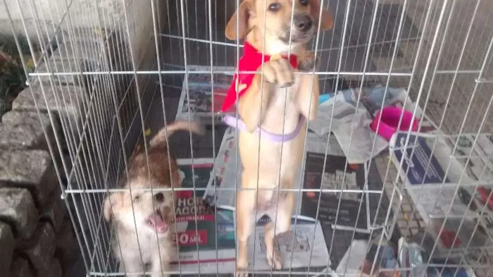 Cachorro ra a vira lata idade 2 a 6 meses nome Nina