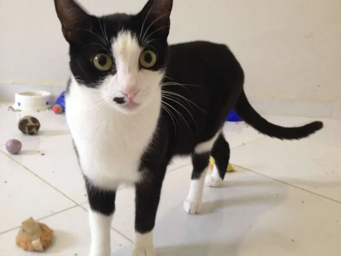 Gato ra a SRD idade 7 a 11 meses nome Paulinha