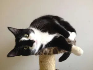 Gato raça SRD idade 7 a 11 meses nome Maria Paula