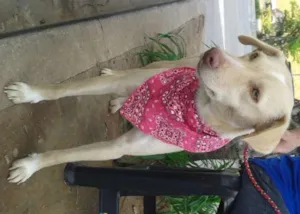 Cachorro raça SRD idade 1 ano nome Liz