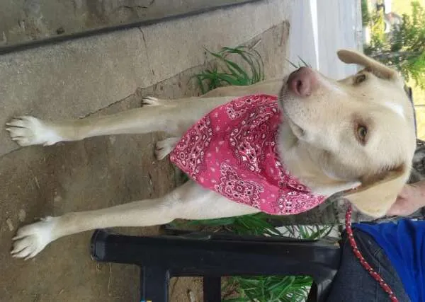 Cachorro ra a SRD idade 1 ano nome Liz