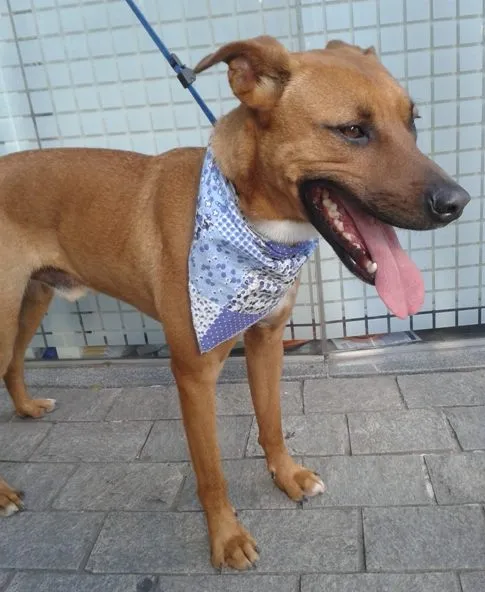 Cachorro ra a SRD idade 2 anos nome Fred e Gaia