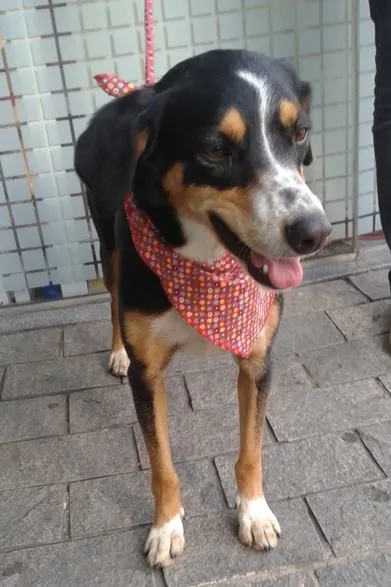 Cachorro ra a SRD idade 2 anos nome Fred e Gaia