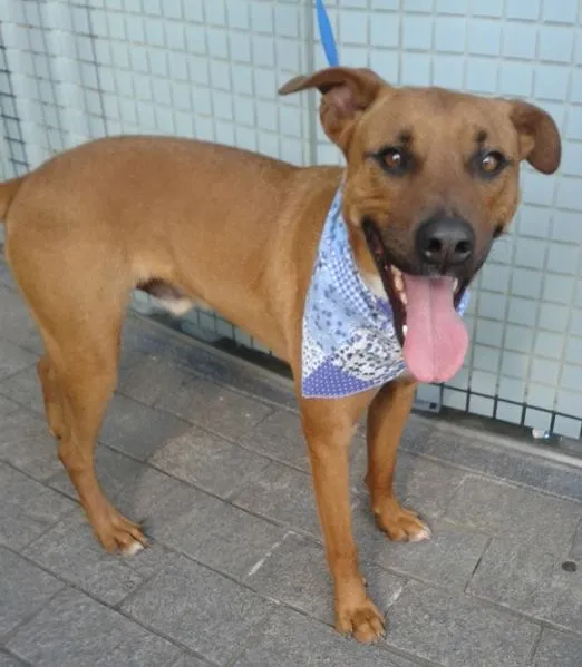 Cachorro ra a SRD idade 2 anos nome Fred e Gaia