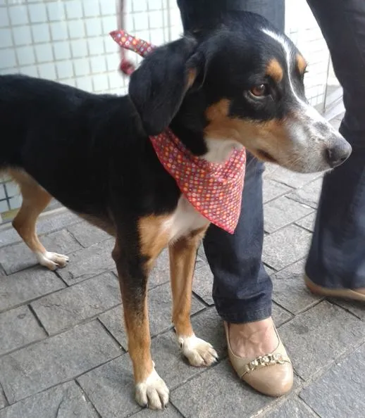 Cachorro ra a SRD idade 2 anos nome Fred e Gaia