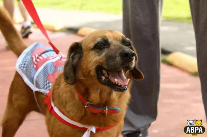 Cachorro raça SRD idade 6 ou mais anos nome Marieta