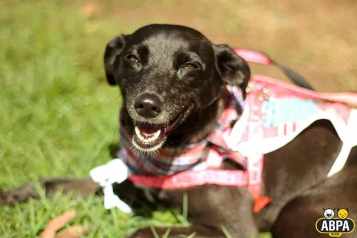 Cachorro raça SRD idade 3 anos nome Lena