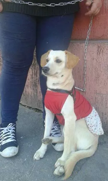 Cachorro ra a SRD idade 7 a 11 meses nome manuela