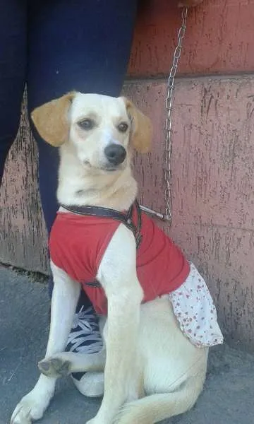 Cachorro ra a SRD idade 7 a 11 meses nome manuela