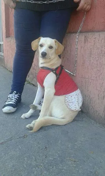 Cachorro ra a SRD idade 7 a 11 meses nome manuela