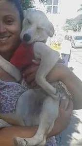 Cachorro ra a SRD idade 7 a 11 meses nome manuela