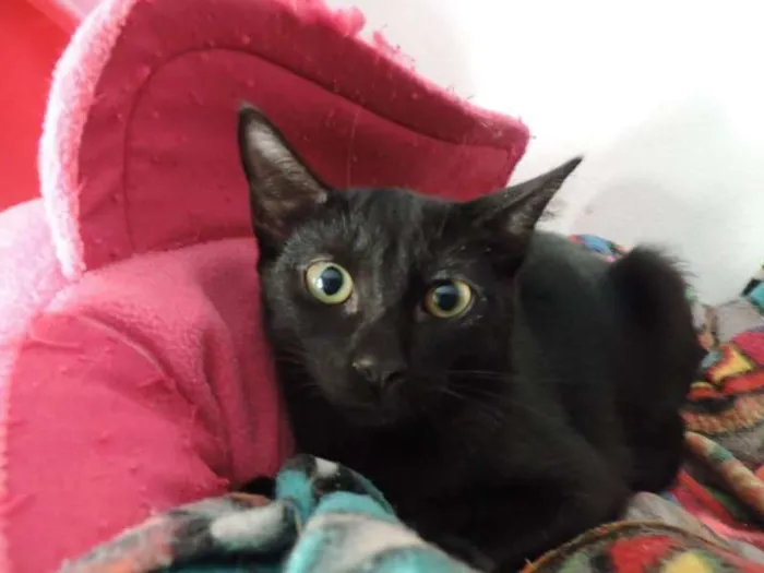 Gato ra a SRD idade 2 a 6 meses nome Mirella e Pietra