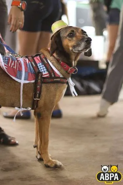Cachorro raça SRD idade 5 anos nome Fani