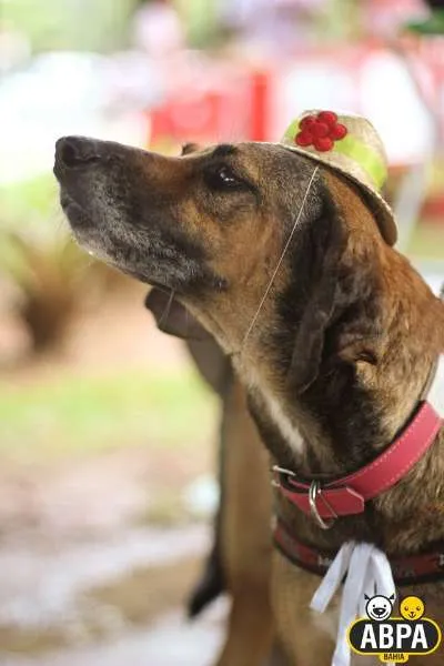 Cachorro raça SRD idade 5 anos nome Fani