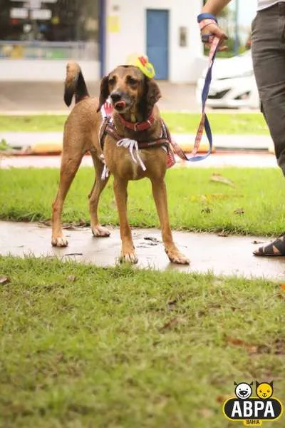 Cachorro raça SRD idade 5 anos nome Fani