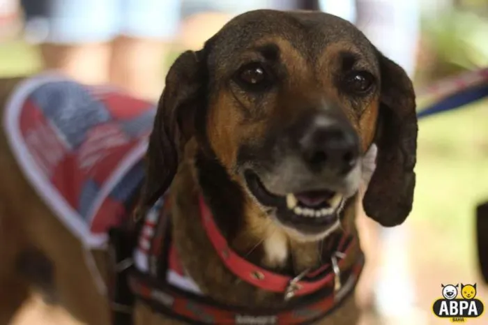 Cachorro raça SRD idade 5 anos nome Fani