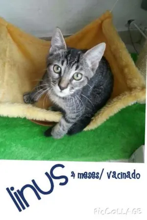 Gato raça srd idade 2 a 6 meses nome Linux
