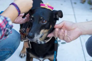 Cachorro raça SRD idade 4 anos nome Nikita
