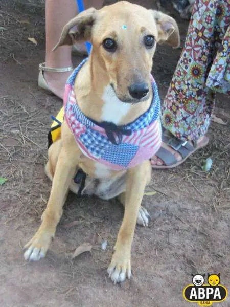 Cachorro raça SRD idade 7 a 11 meses nome Sol