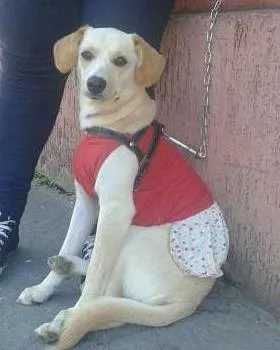 Cachorro raça SRD idade 7 a 11 meses nome manuela