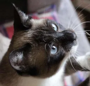 Gato raça SRD idade 1 ano nome Danny