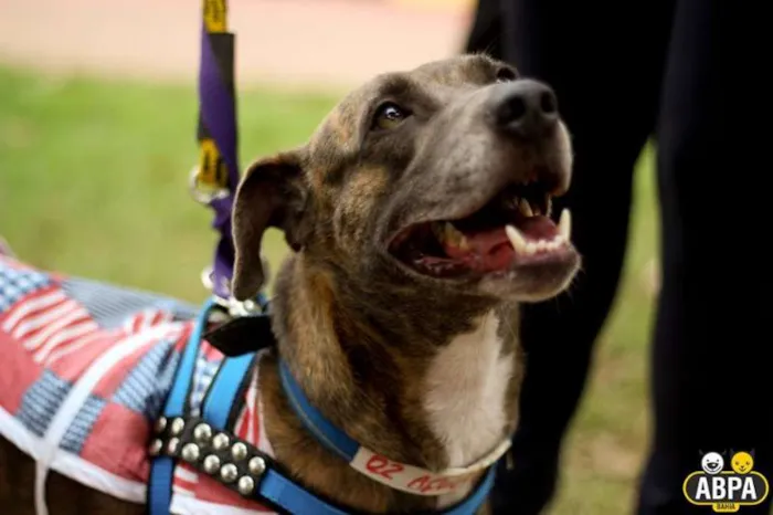 Cachorro raça SRD idade 2 anos nome Açucena