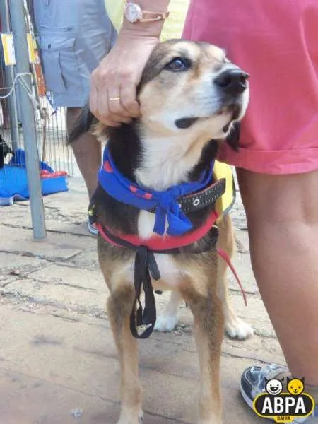 Cachorro raça SRD idade 6 ou mais anos nome Athos