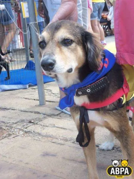 Cachorro raça SRD idade 6 ou mais anos nome Athos