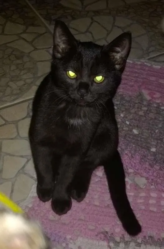 Gato ra a SRD idade 2 a 6 meses nome Nick