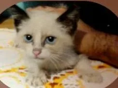 Gato raça gato idade Abaixo de 2 meses nome Lily