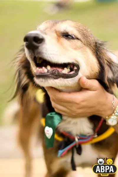 Cachorro raça SRD idade 6 ou mais anos nome Athos